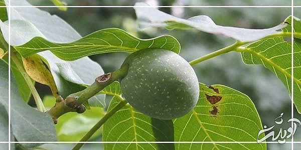 نهال گردو درخت گردو